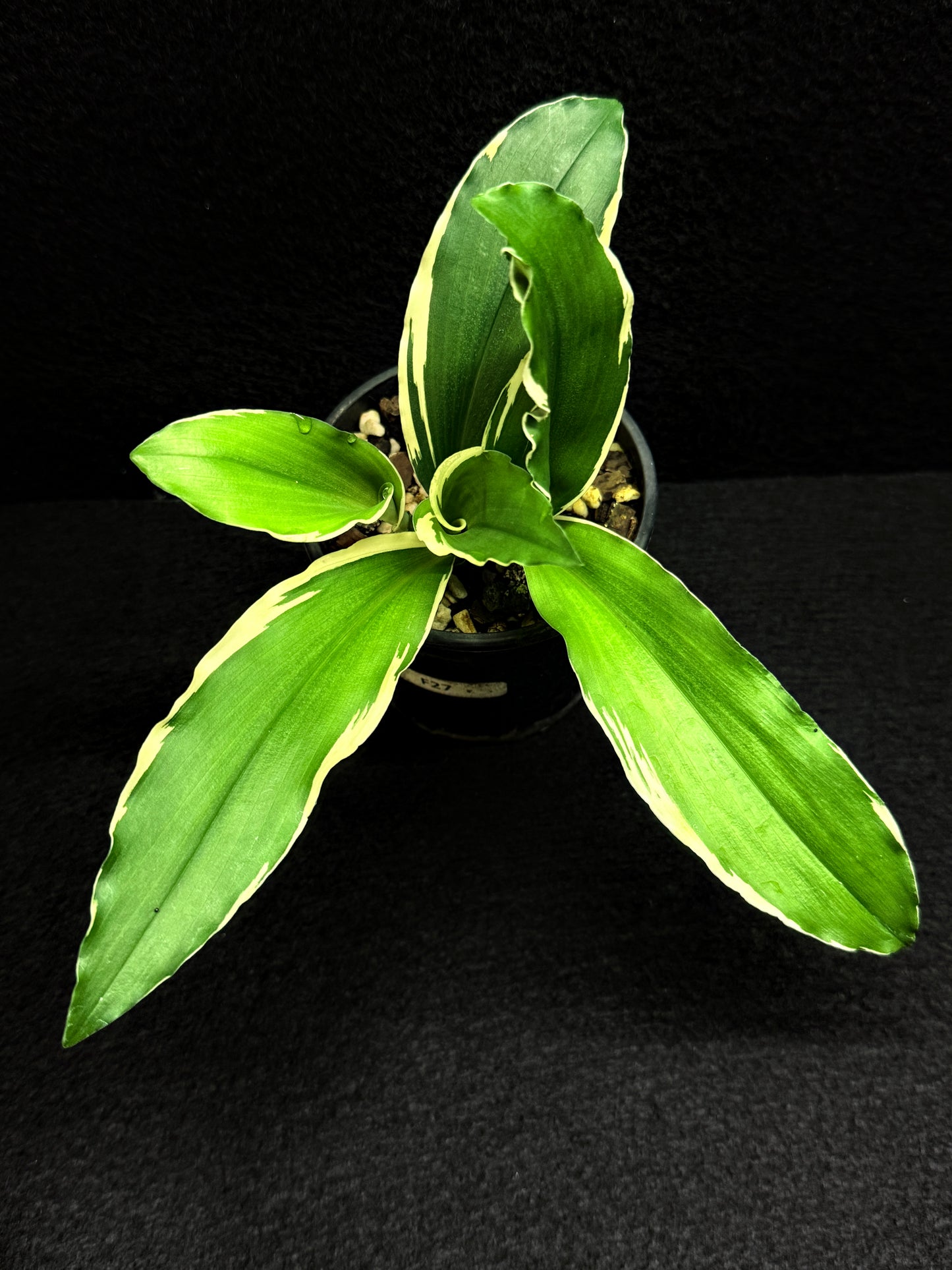 Kaempferia gilbertii 'Variegated Ginger' F27