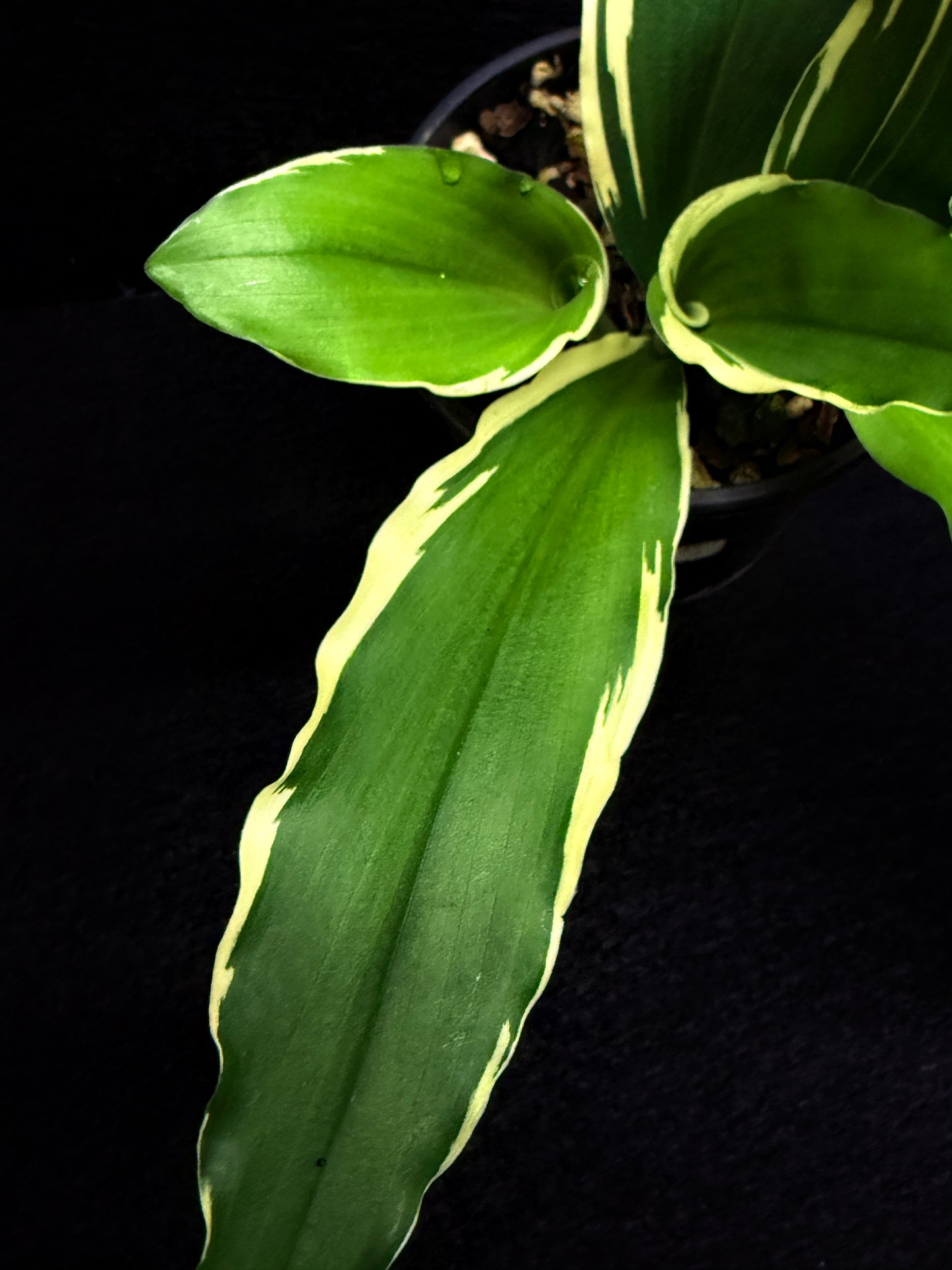 Kaempferia gilbertii 'Variegated Ginger' F27