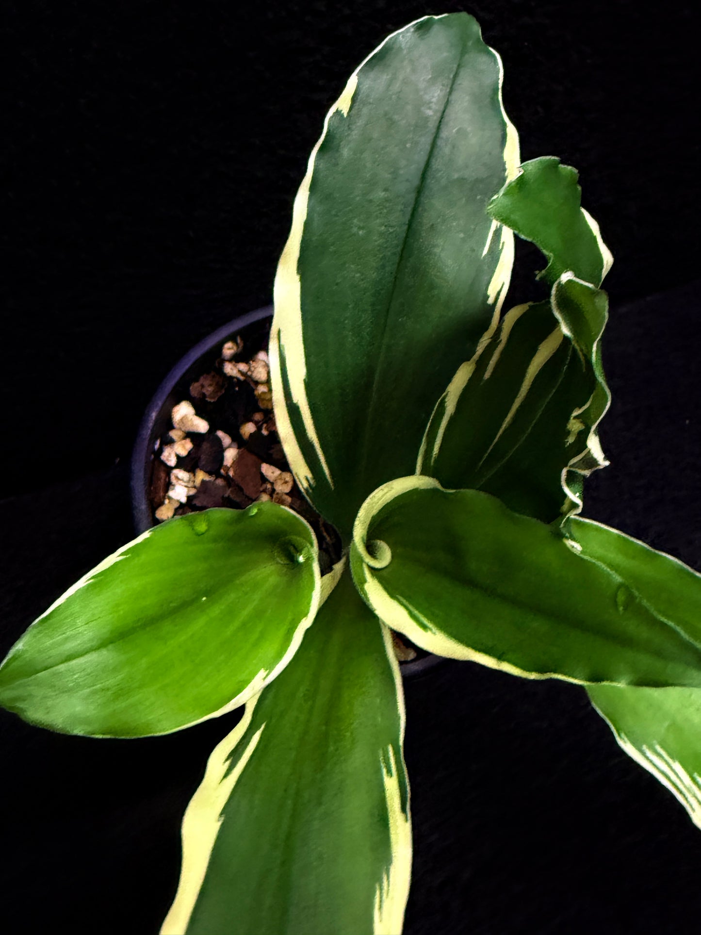 Kaempferia gilbertii 'Variegated Ginger' F27