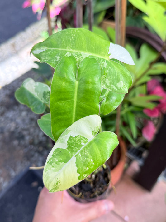 Philodendron 'Burle Marx Variegata' D84