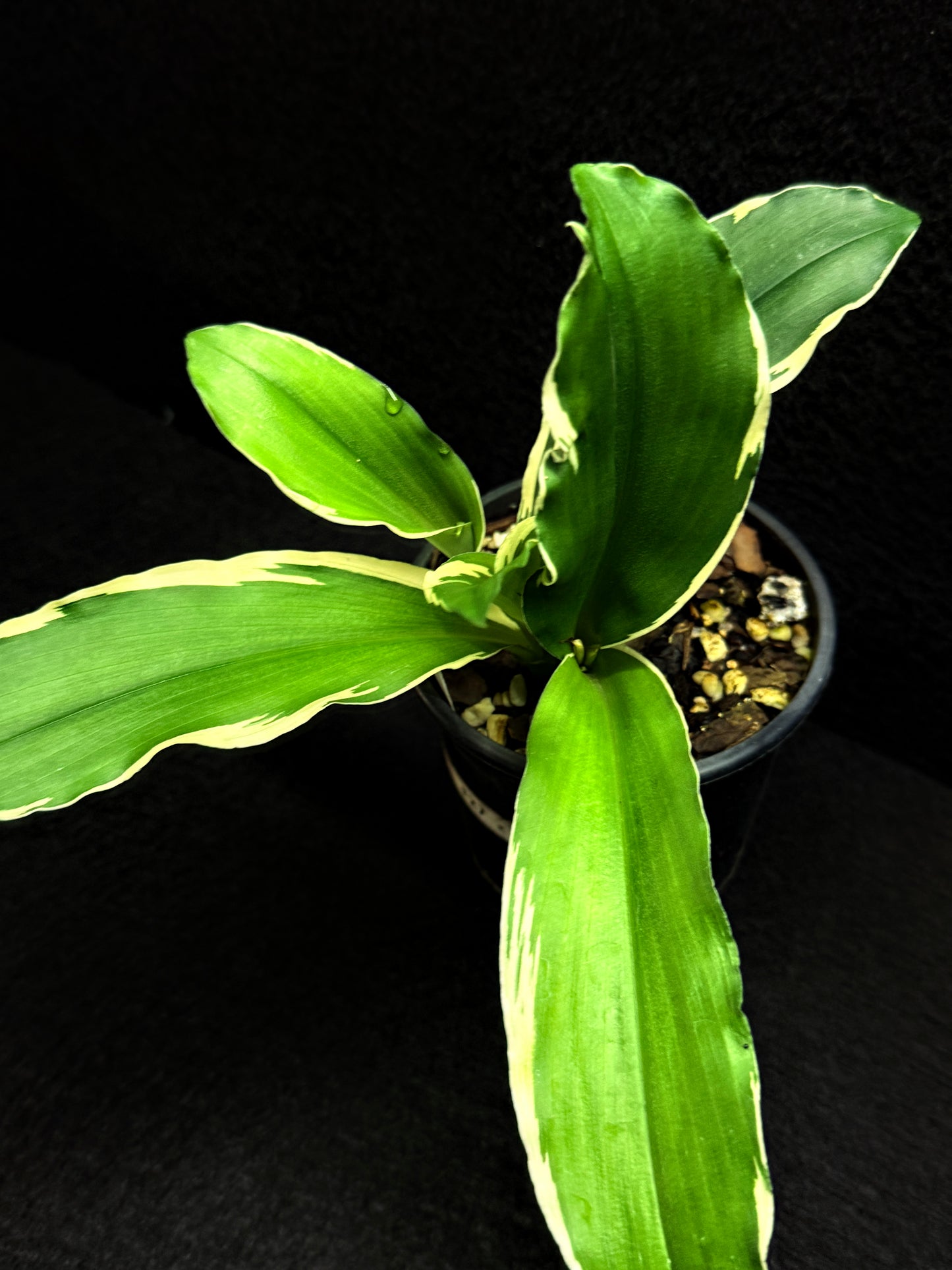 Kaempferia gilbertii 'Variegated Ginger' F27
