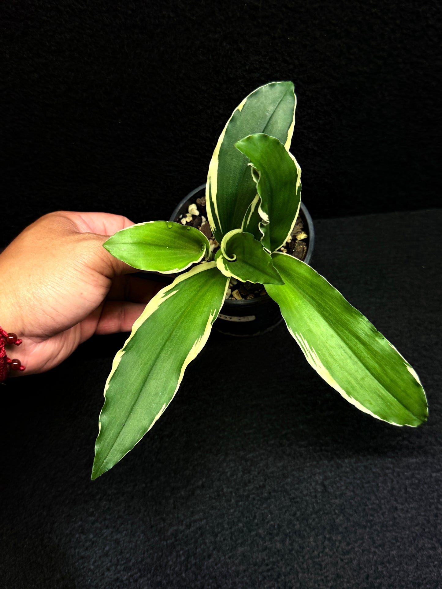 Kaempferia gilbertii 'Variegated Ginger' F27