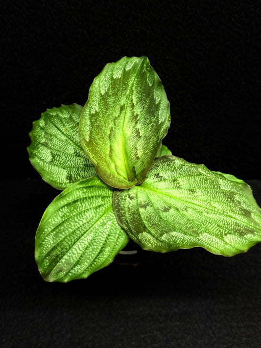 Kaempferia Pulchra 'Peacock Ginger' F31