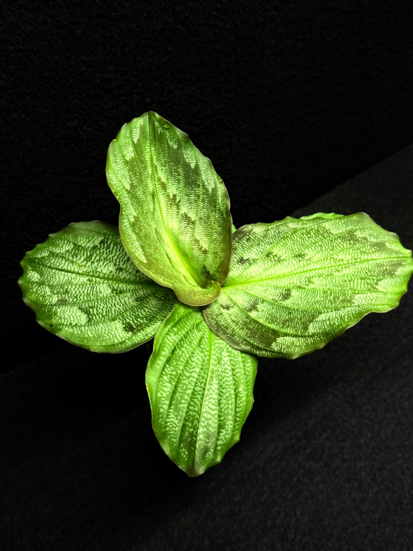 Kaempferia Pulchra 'Peacock Ginger' F31