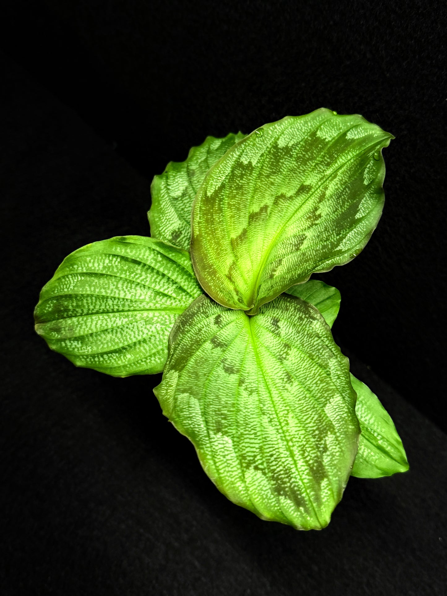 Kaempferia Pulchra 'Peacock Ginger' F31