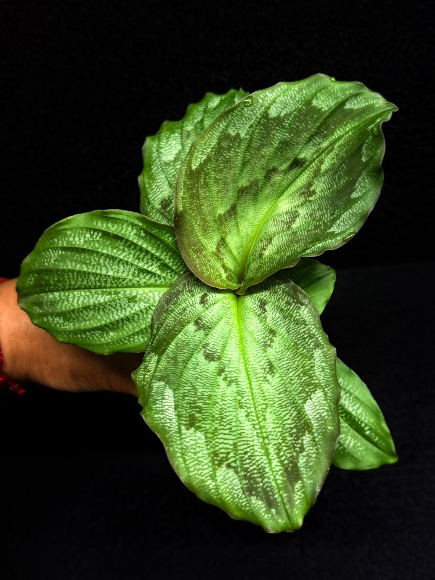 Kaempferia Pulchra 'Peacock Ginger' F31