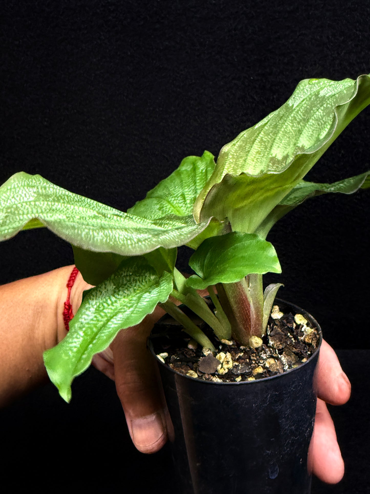 Kaempferia Pulchra 'Peacock Ginger' F31