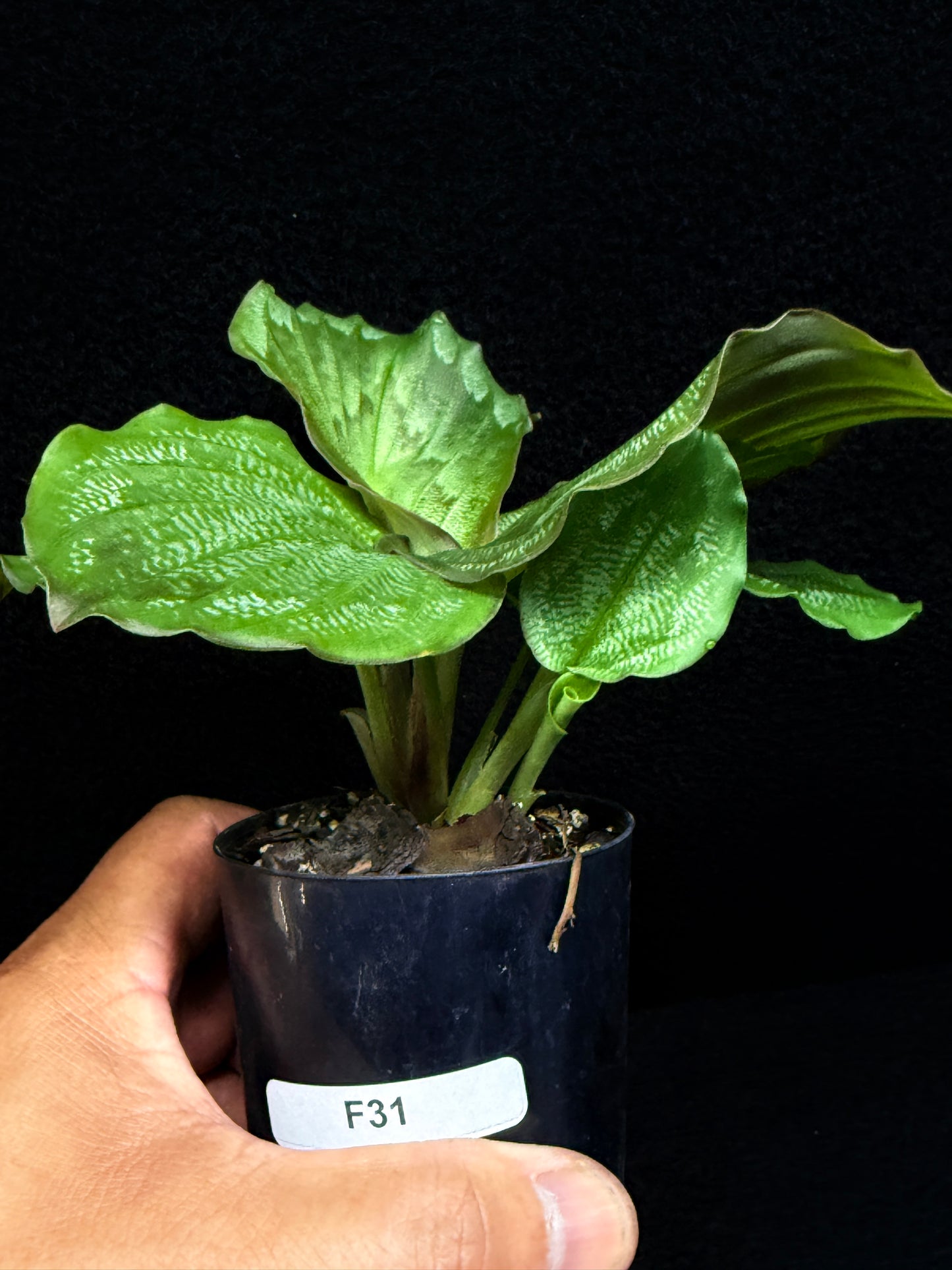 Kaempferia Pulchra 'Peacock Ginger' F31