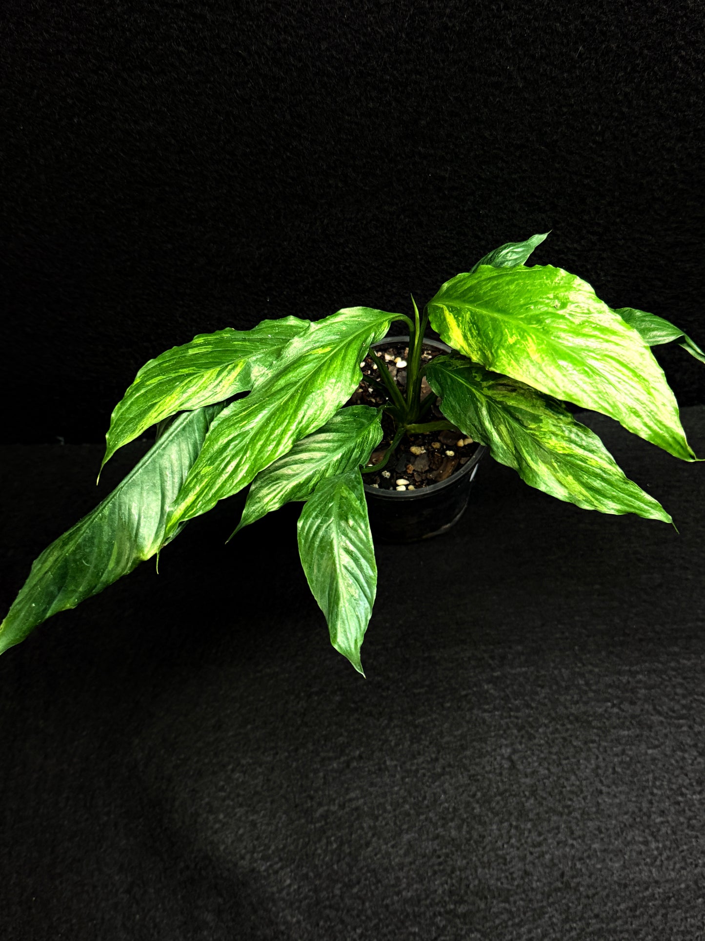 Spathiphyllum Picasso 'Aurea' Yellow Variegation F32
