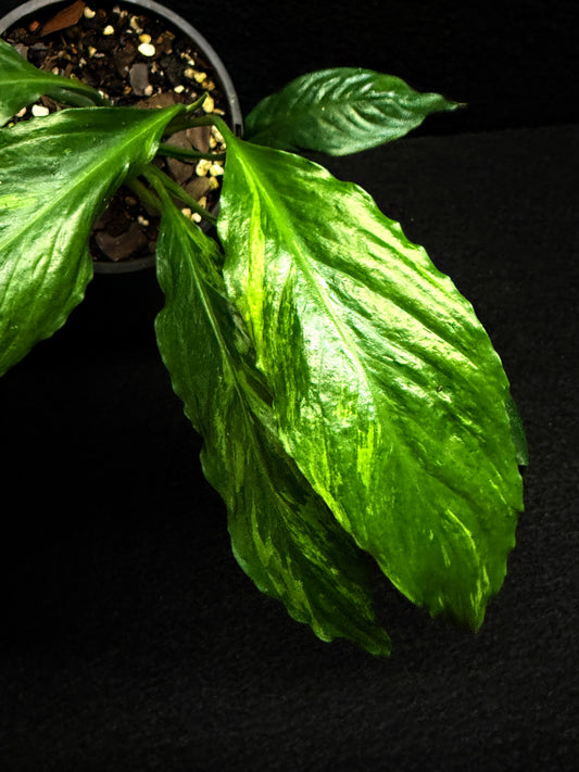 Spathiphyllum Picasso 'Aurea' Yellow Variegation F32
