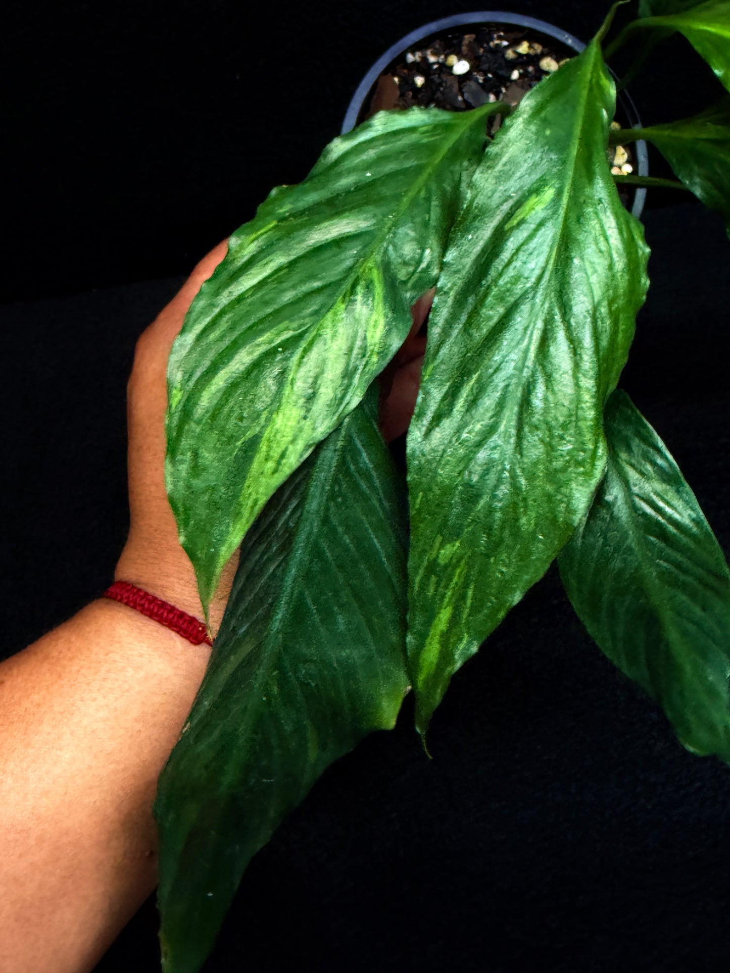 Spathiphyllum Picasso 'Aurea' Yellow Variegation F32