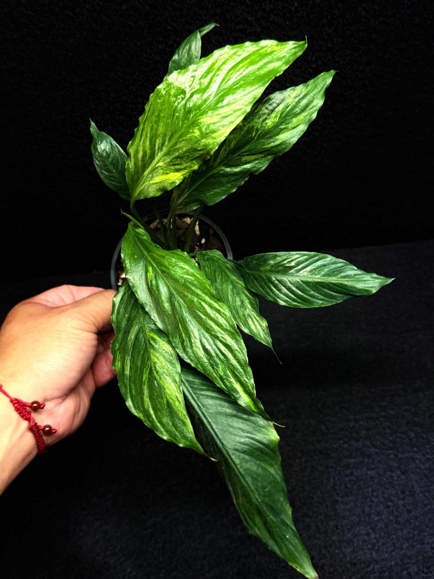 Spathiphyllum Picasso 'Aurea' Yellow Variegation F32