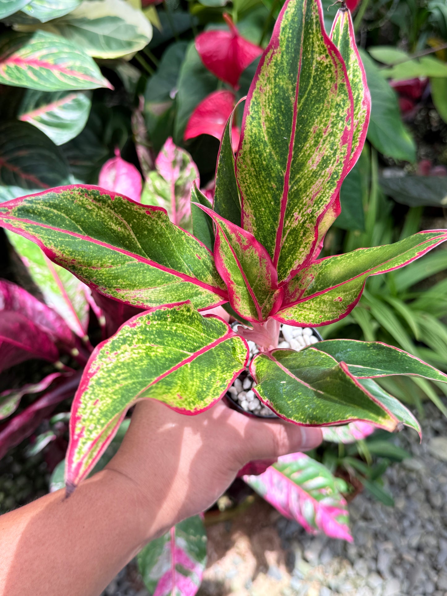 Aglaonema 'Siam Aurora' L9