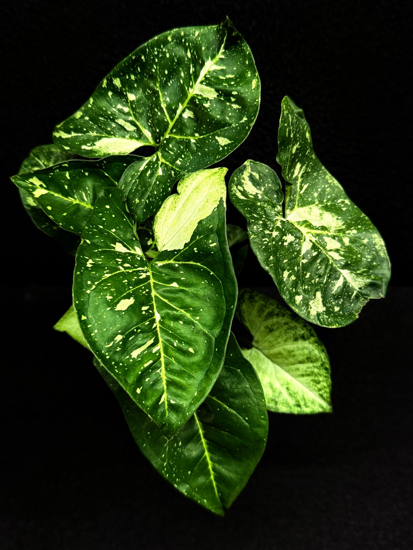 Syngonium podophyllum 'Panda' E58