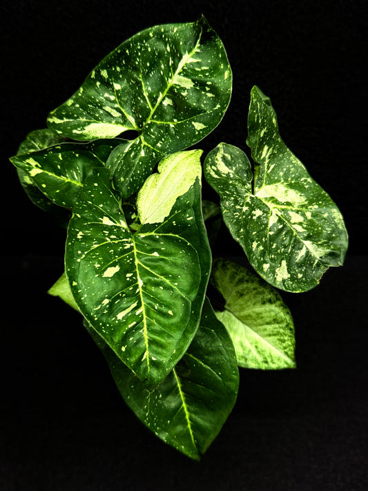 Syngonium podophyllum 'Panda' E58