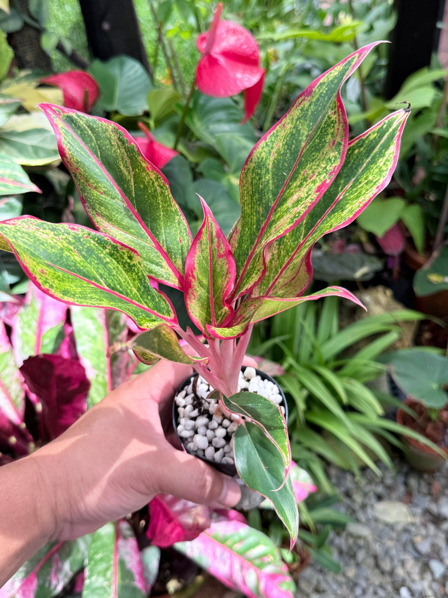 Aglaonema 'Siam Aurora' L9