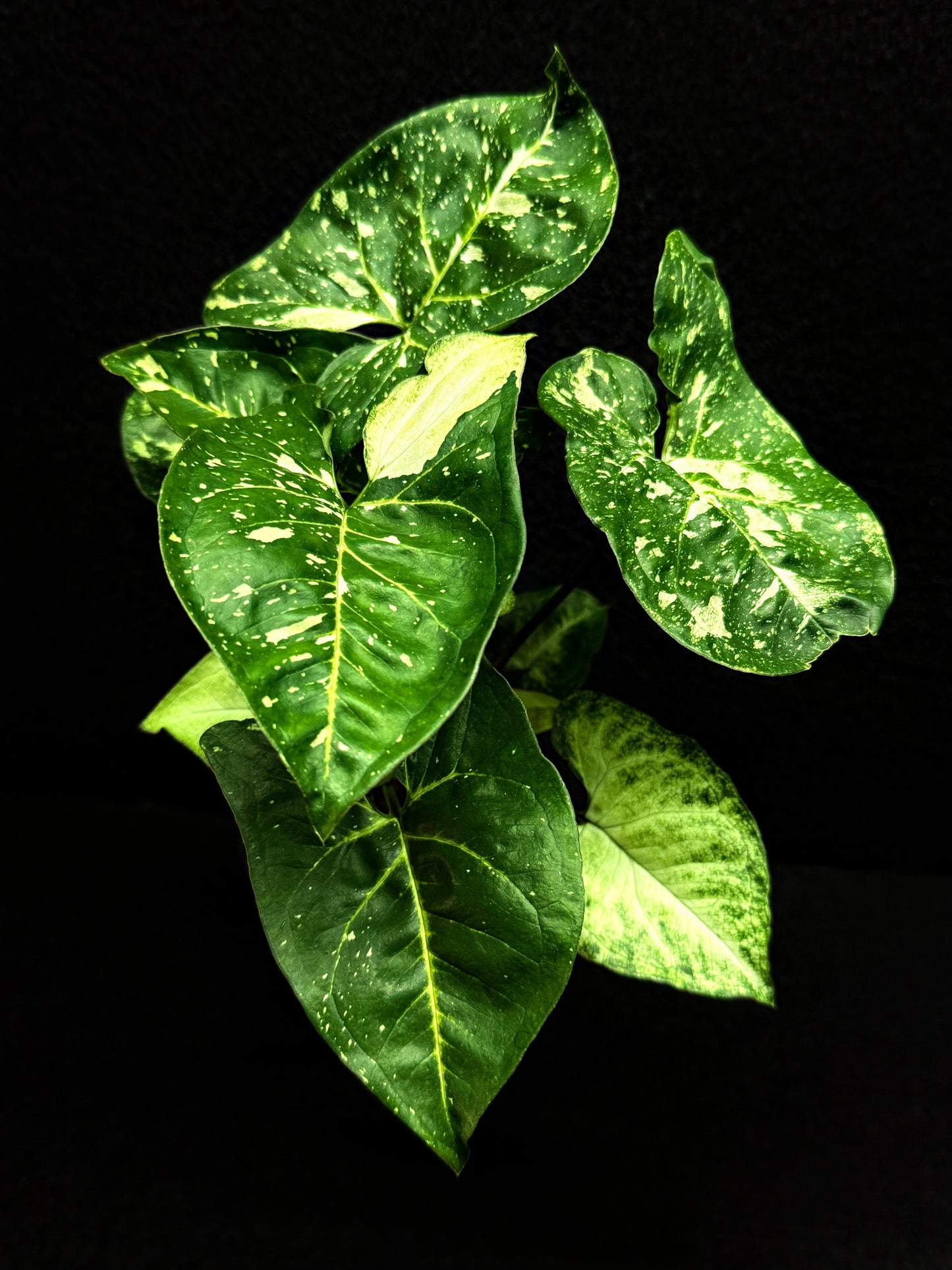 Syngonium podophyllum 'Panda' E58