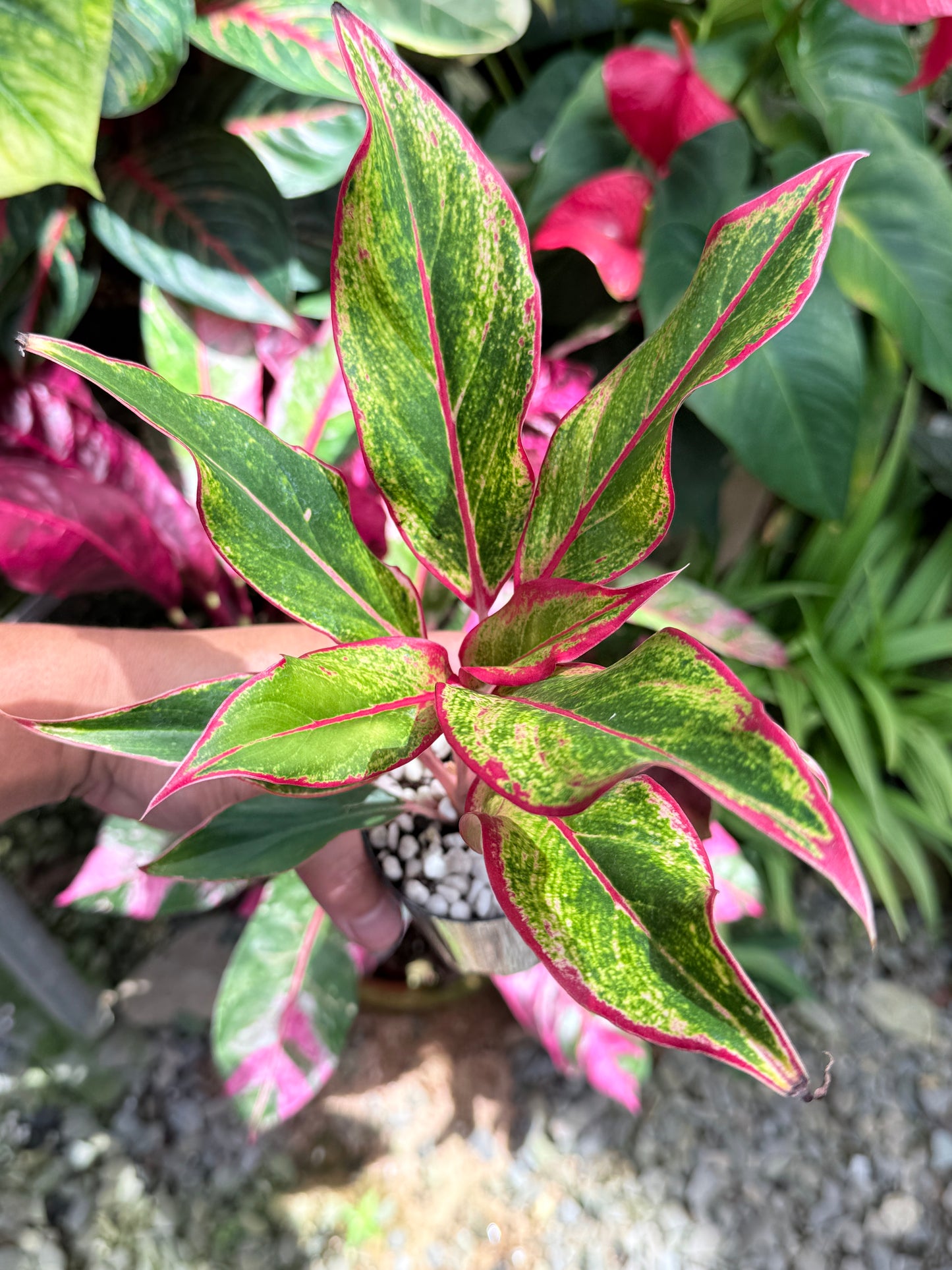 Aglaonema 'Siam Aurora' L9