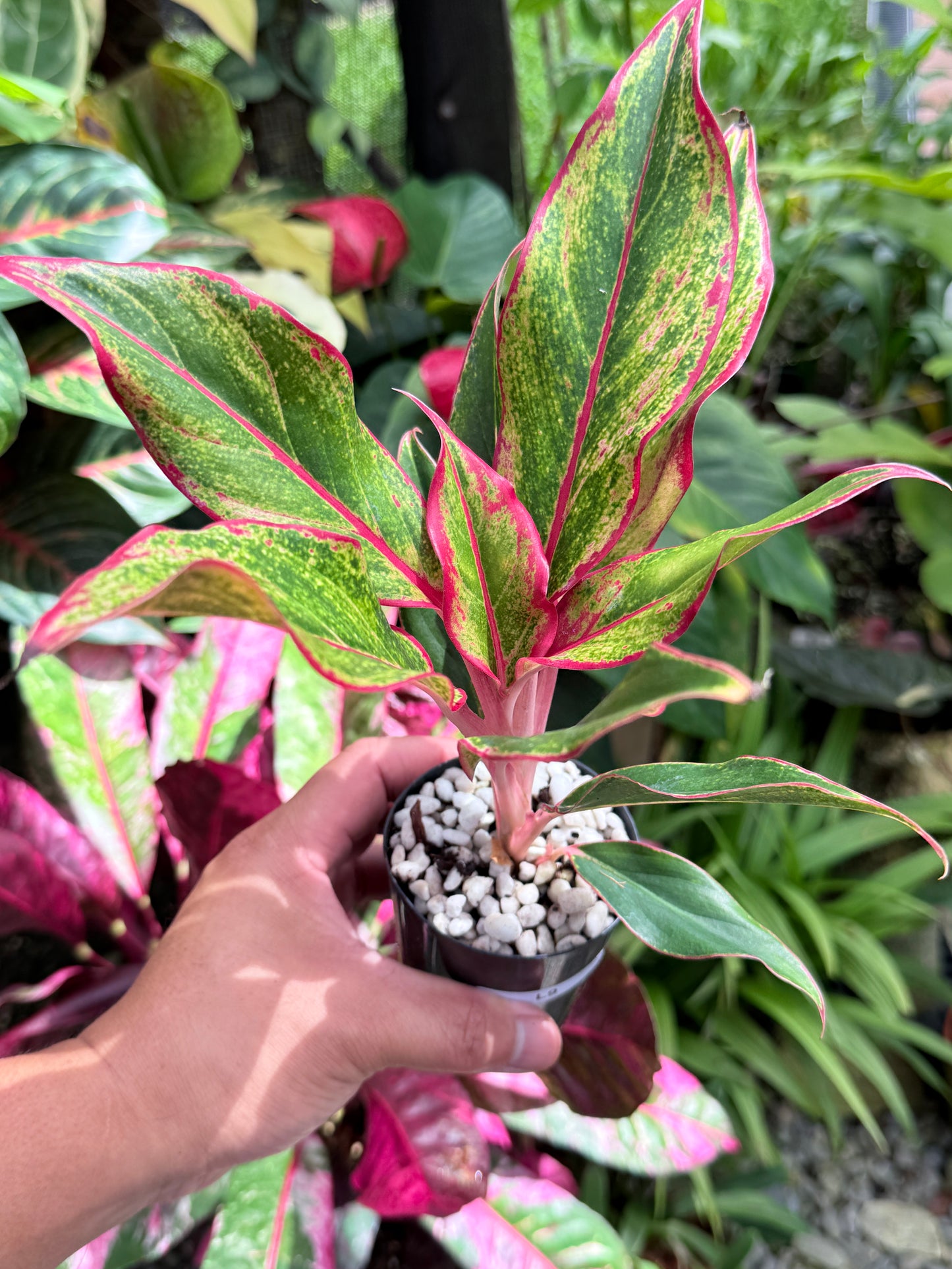 Aglaonema 'Siam Aurora' L9