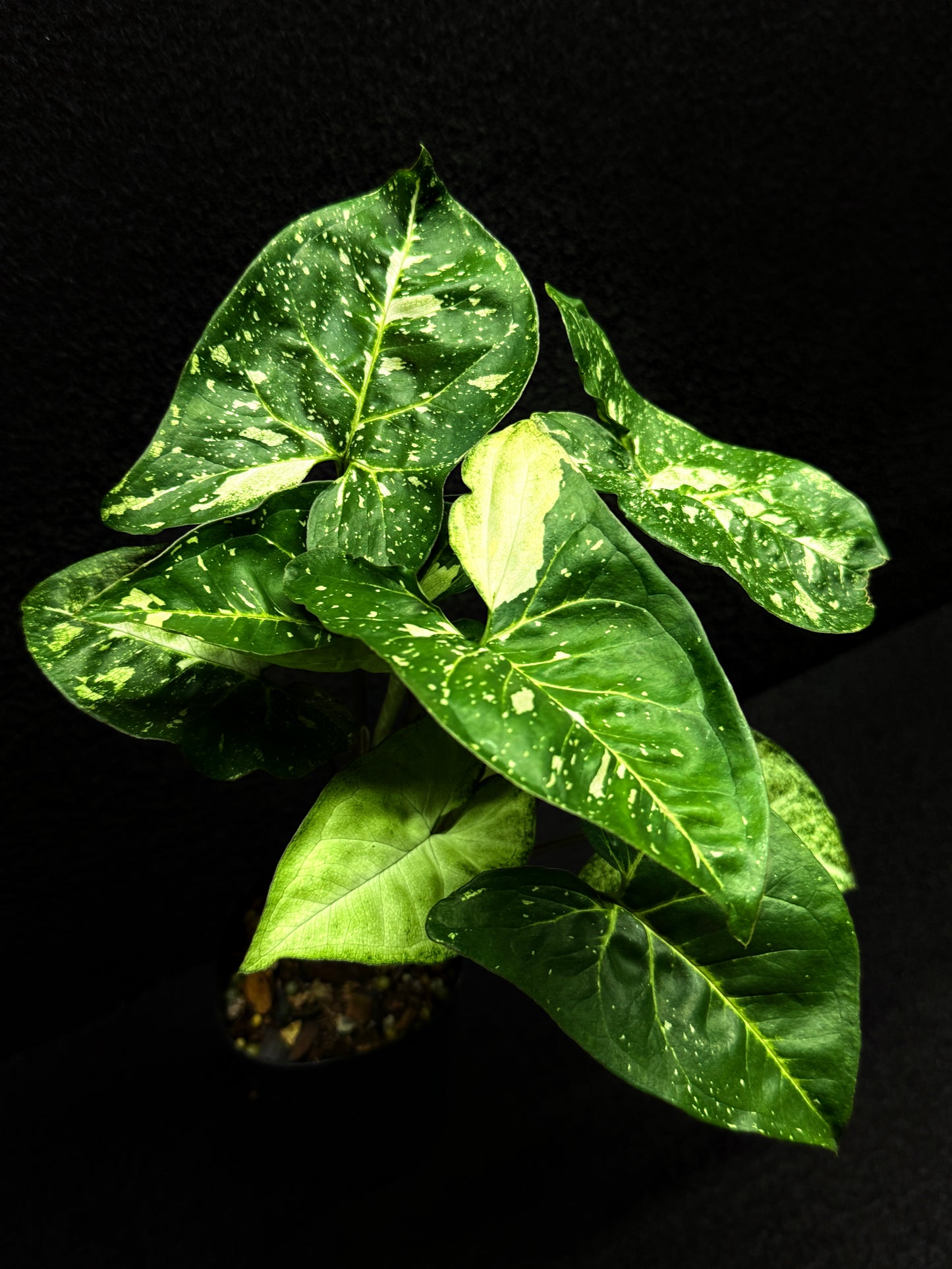 Syngonium podophyllum 'Panda' E58