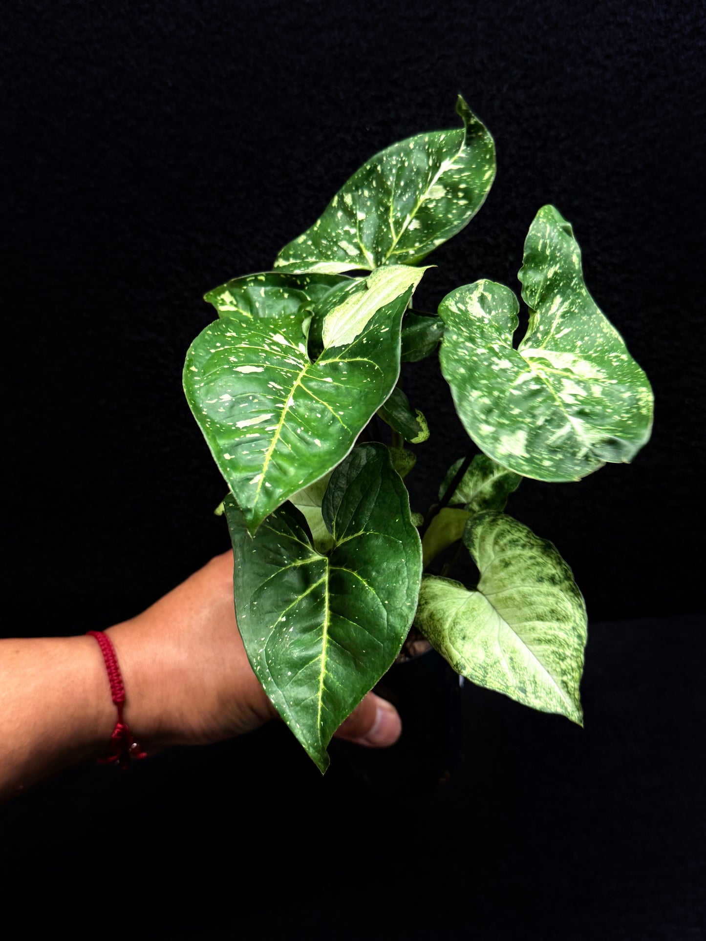 Syngonium podophyllum 'Panda' E58