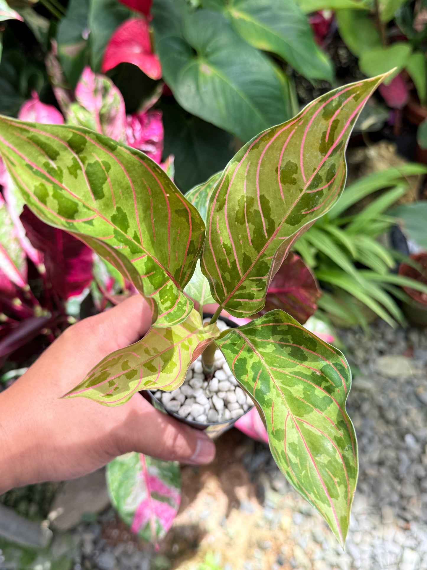 Aglaonema 'Red Army' L10