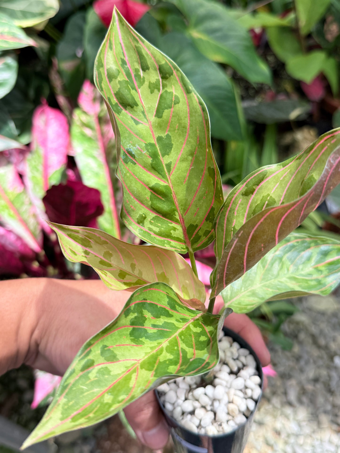 Aglaonema 'Red Army' L10