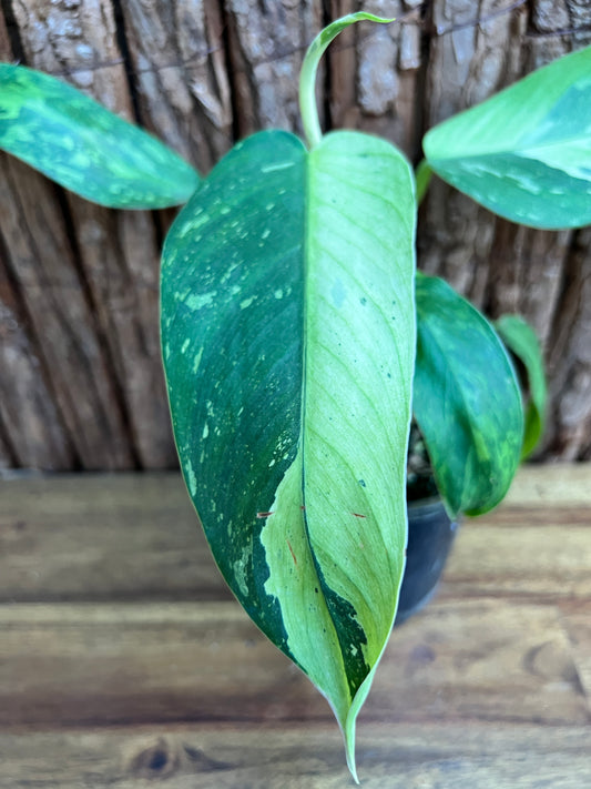 Philodendron Jose Buono - NONTC D7