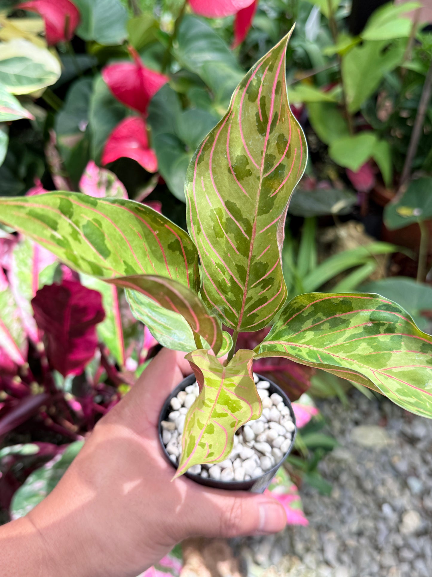 Aglaonema 'Red Army' L10