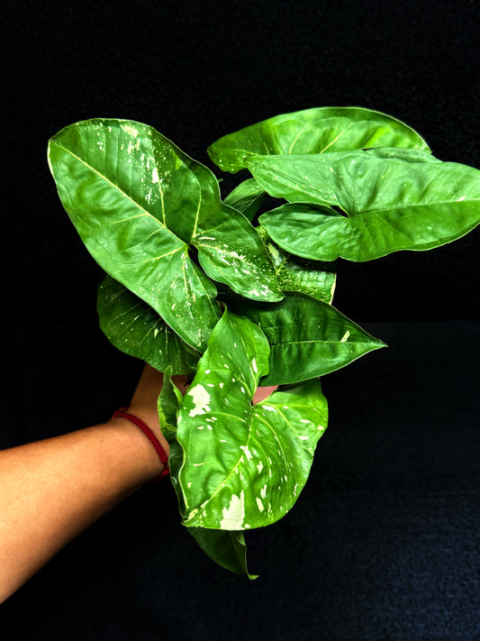 Syngonium podophyllum 'Panda' E66