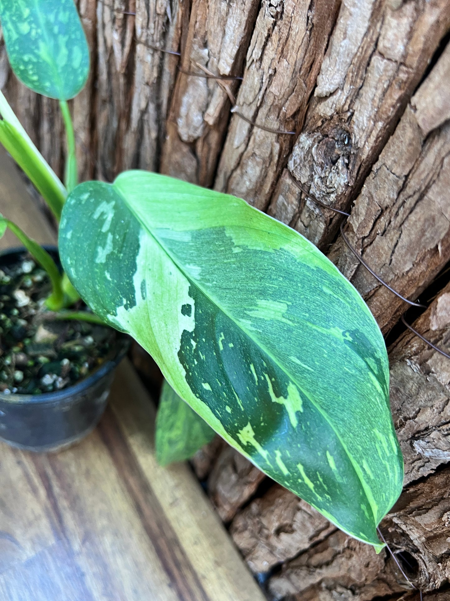 Philodendron Jose Buono - NONTC D7