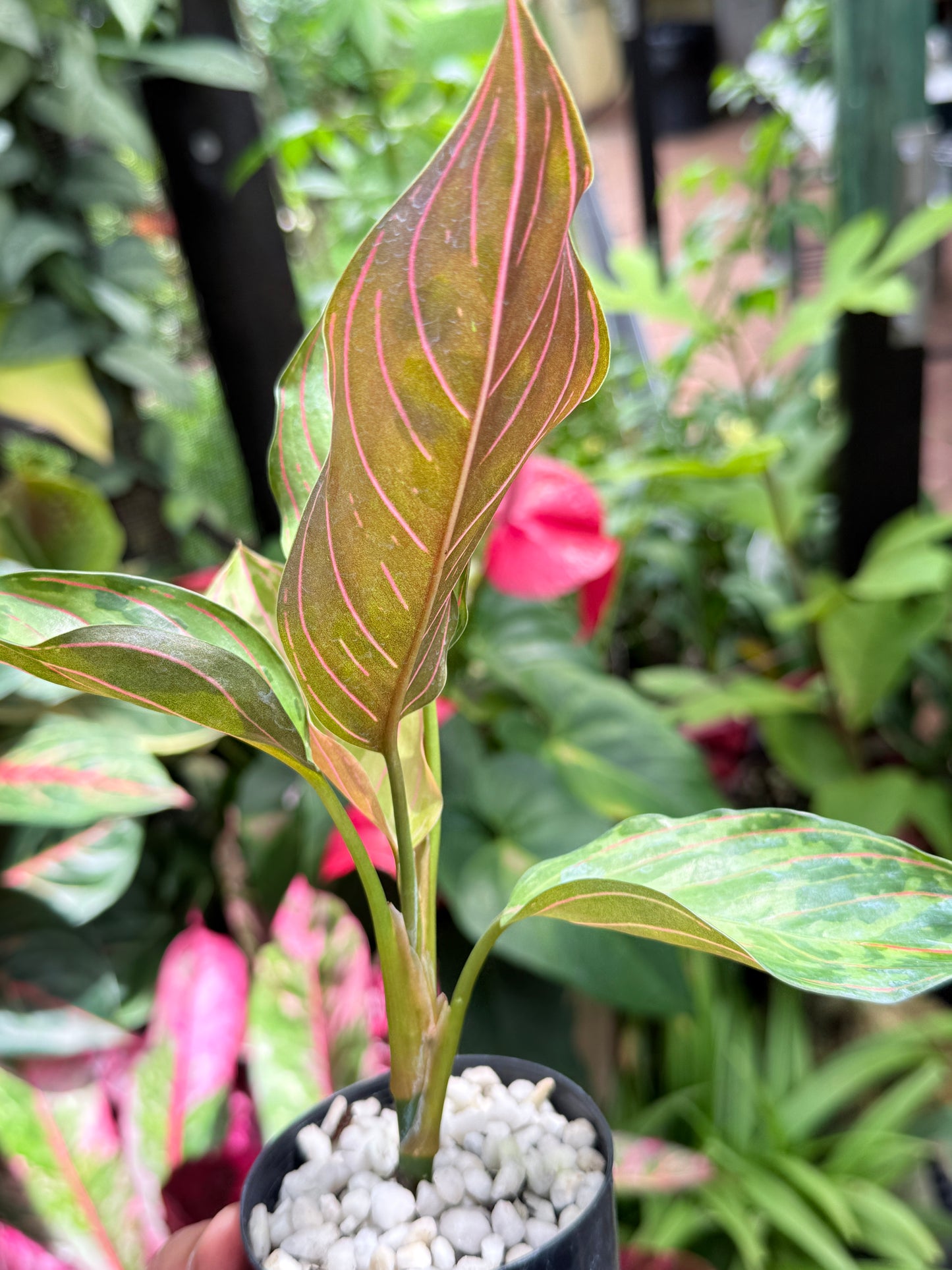Aglaonema 'Red Army' L10
