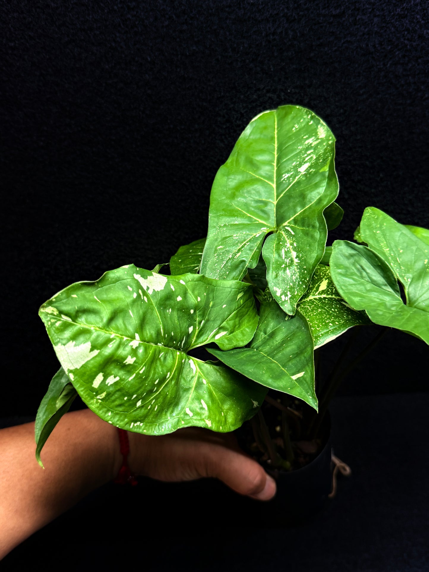 Syngonium podophyllum 'Panda' E66