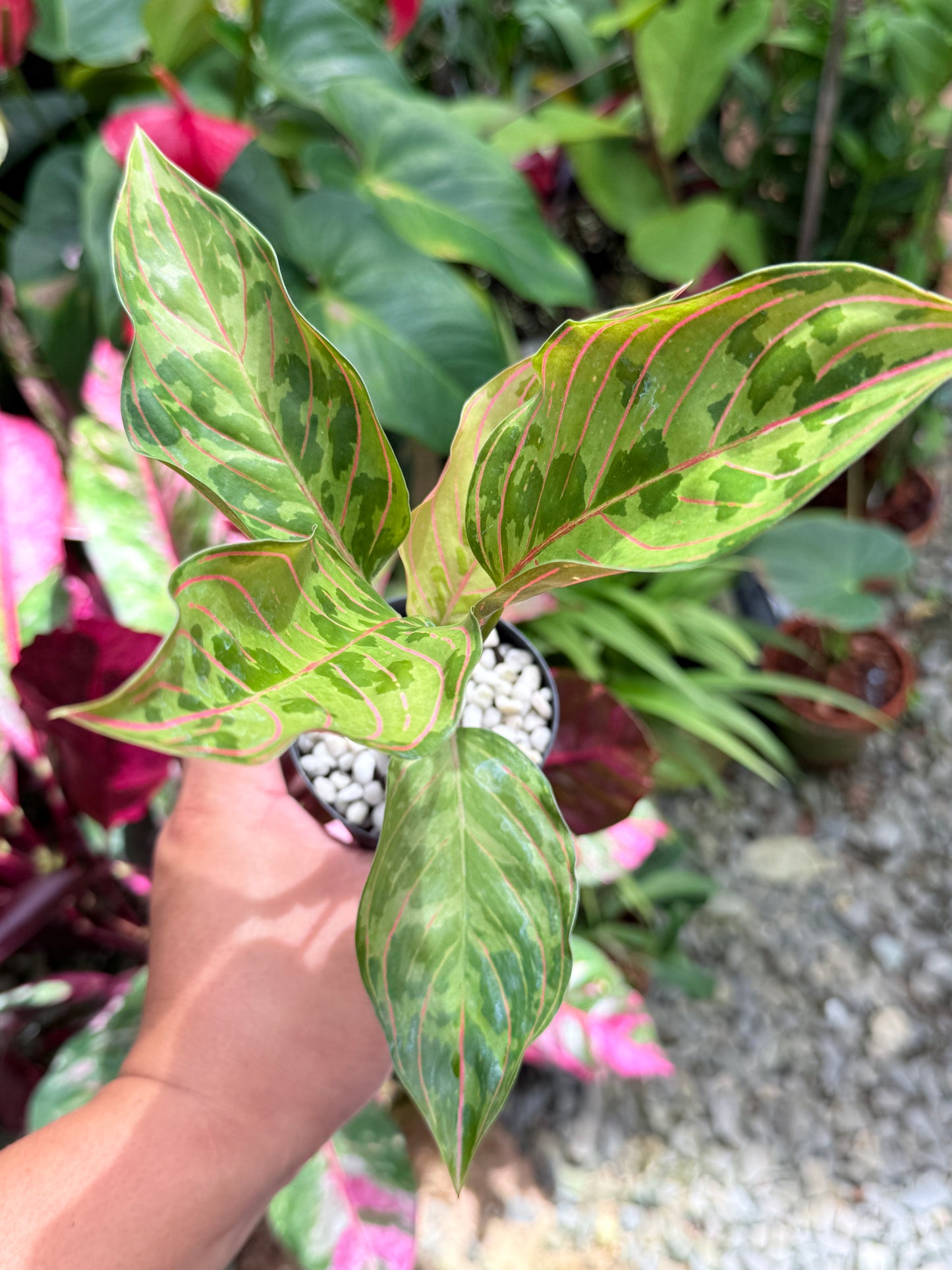 Aglaonema 'Red Army' L10