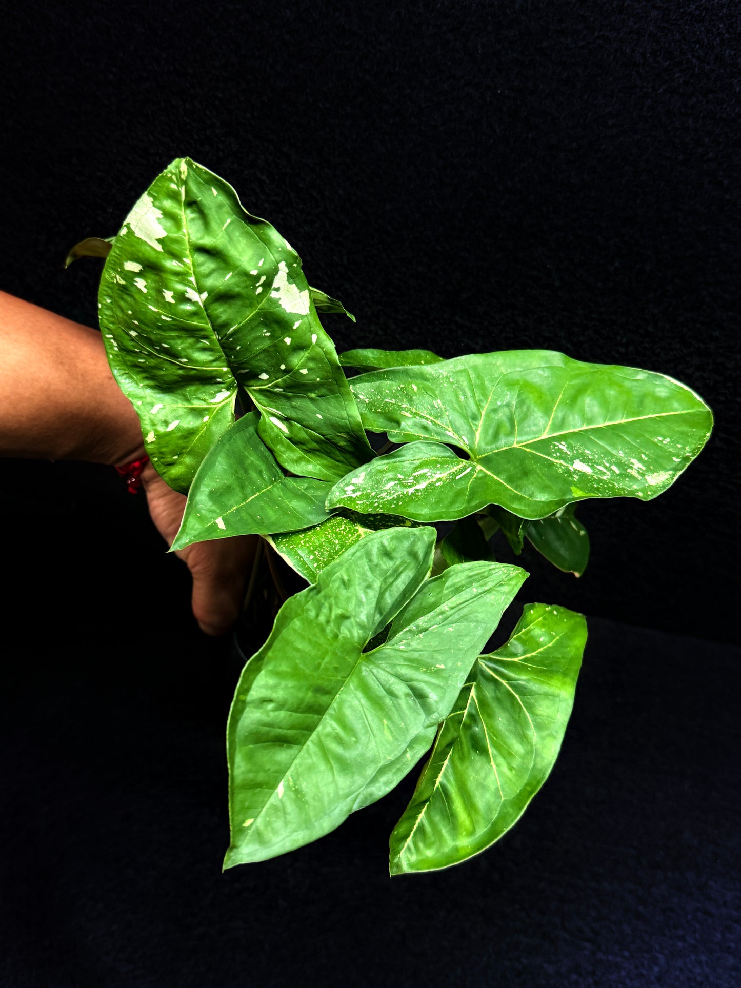 Syngonium podophyllum 'Panda' E66