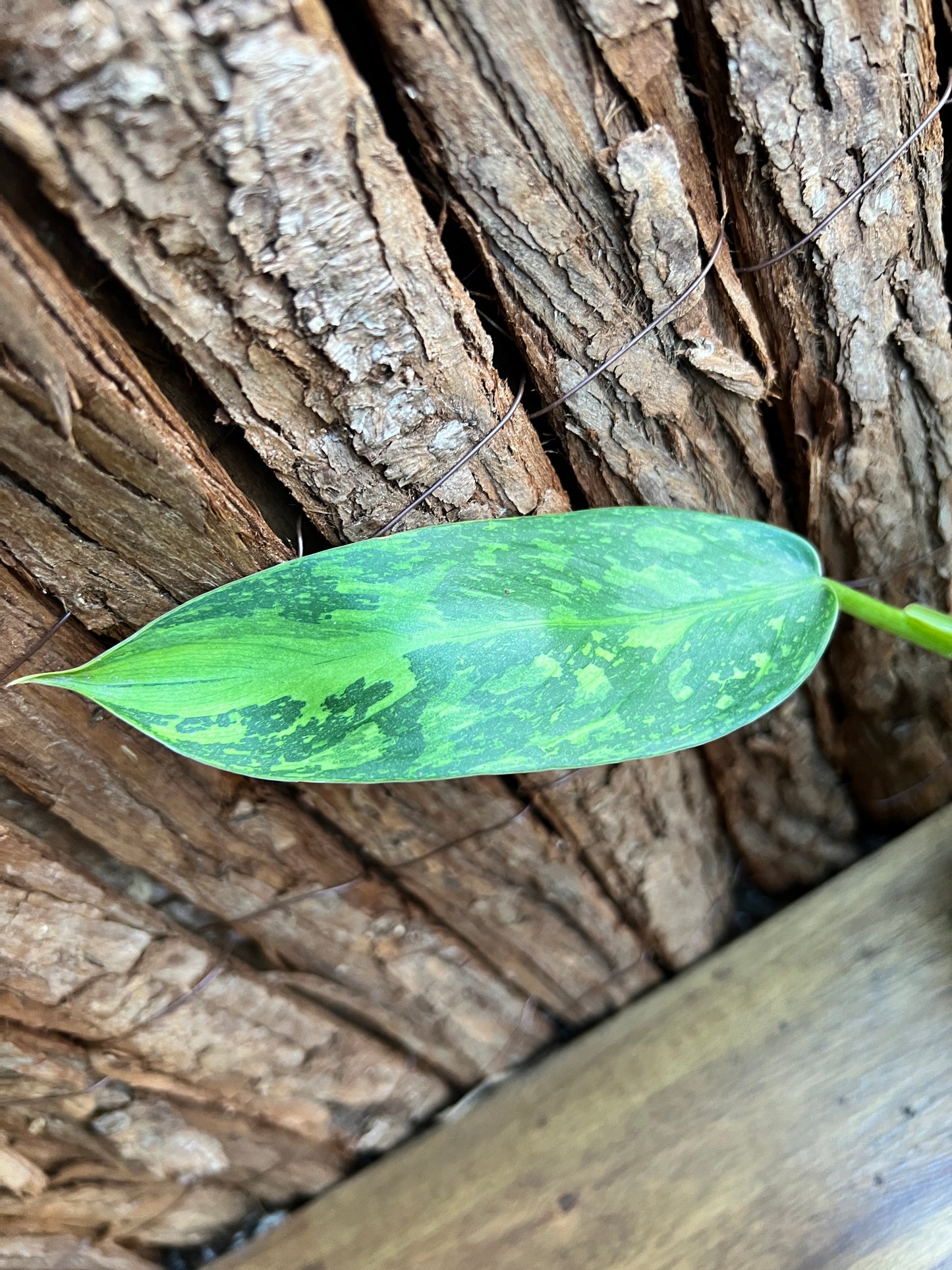 Philodendron Jose Buono - NONTC D7