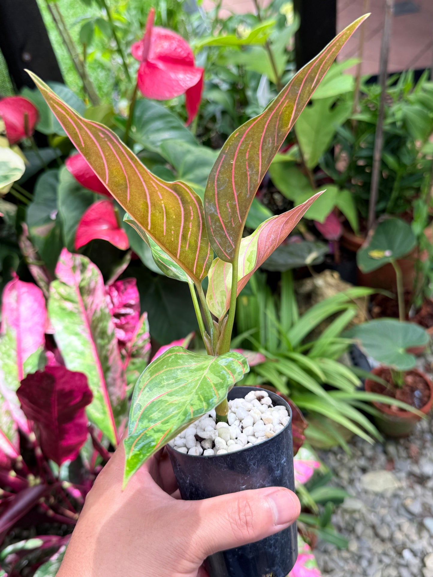 Aglaonema 'Red Army' L10
