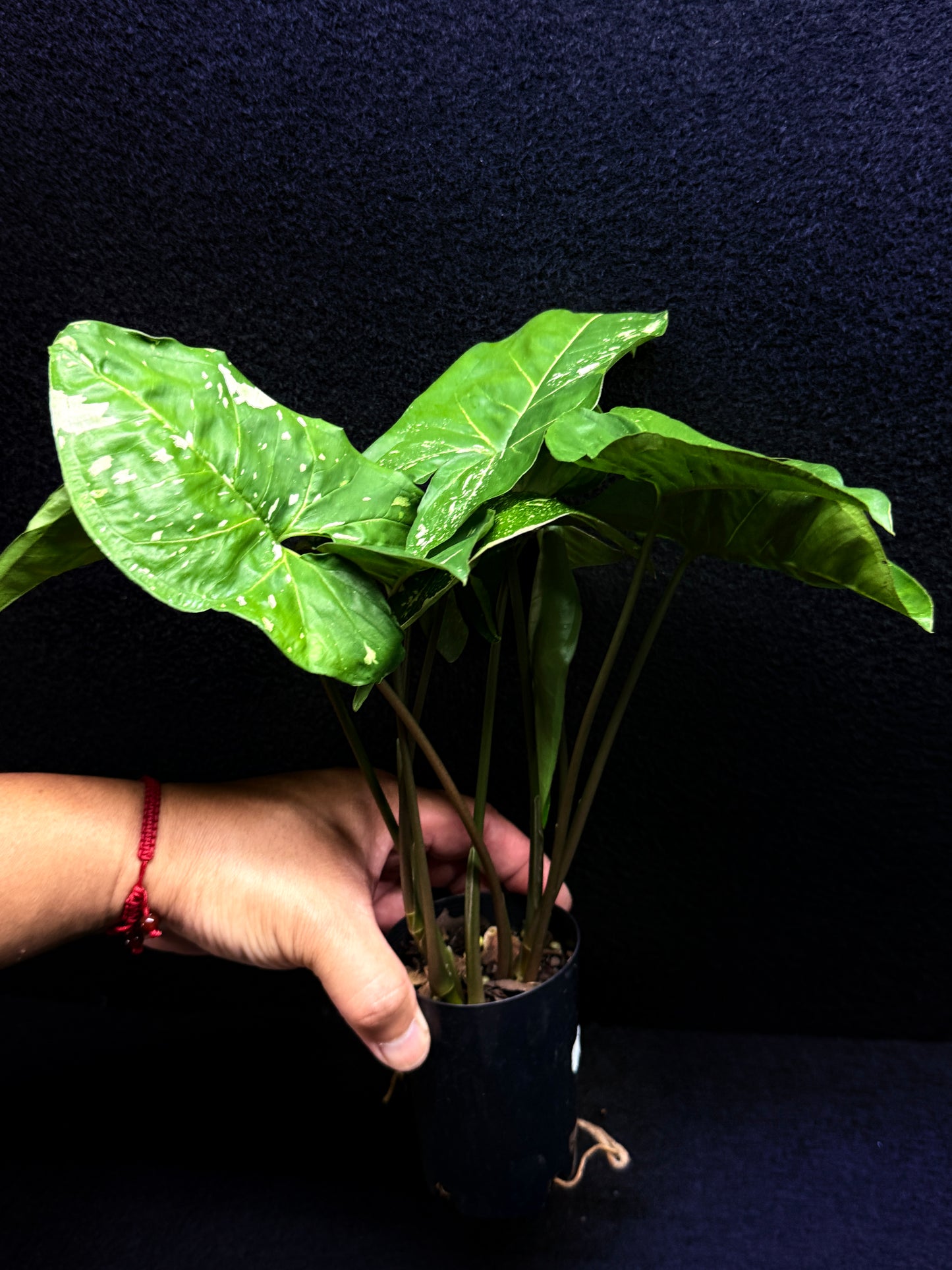 Syngonium podophyllum 'Panda' E66