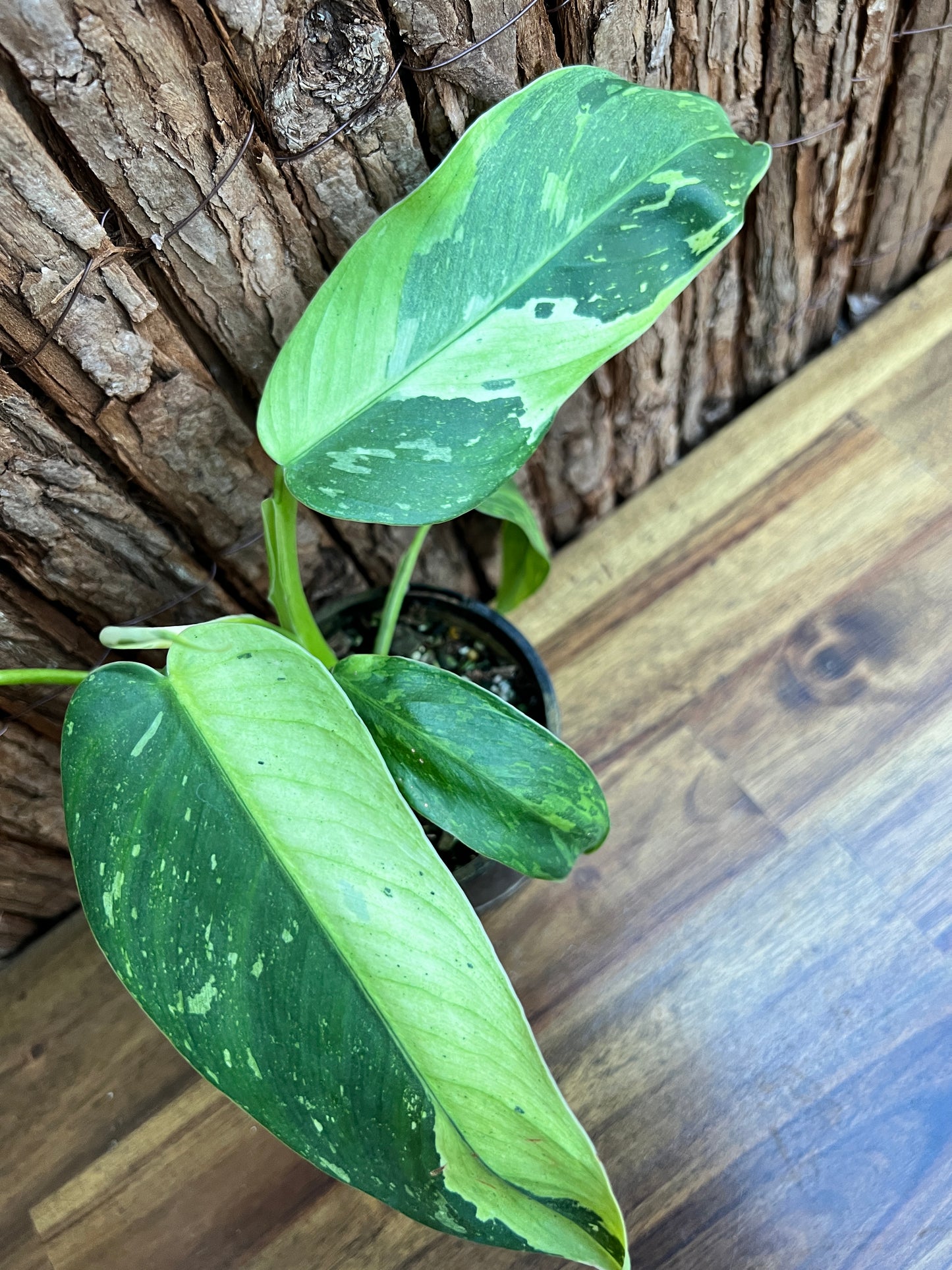 Philodendron Jose Buono - NONTC D7