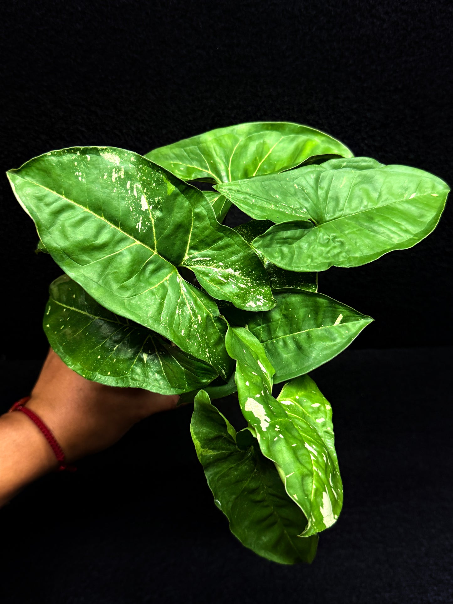 Syngonium podophyllum 'Panda' E66