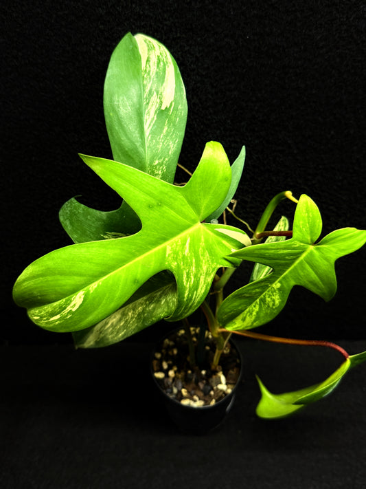 Philodendron 'Florida Beauty' F33