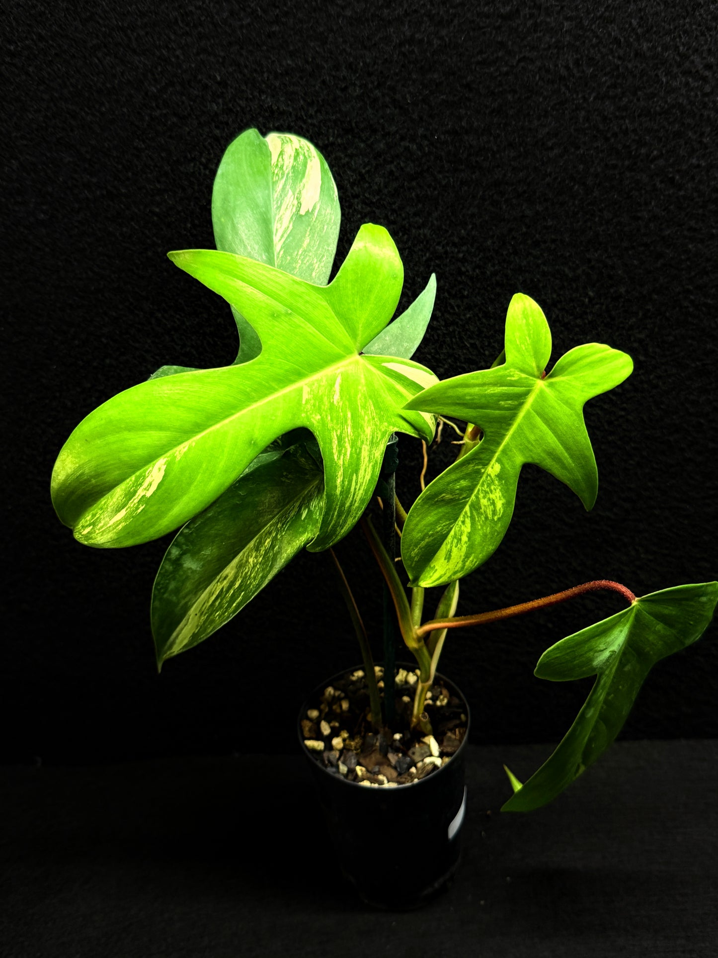 Philodendron 'Florida Beauty' F33