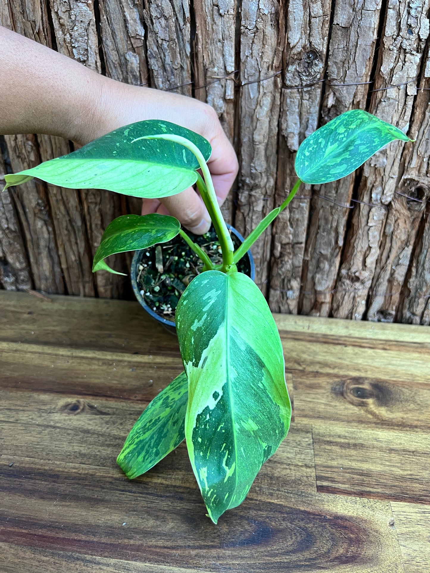 Philodendron Jose Buono - NONTC D7