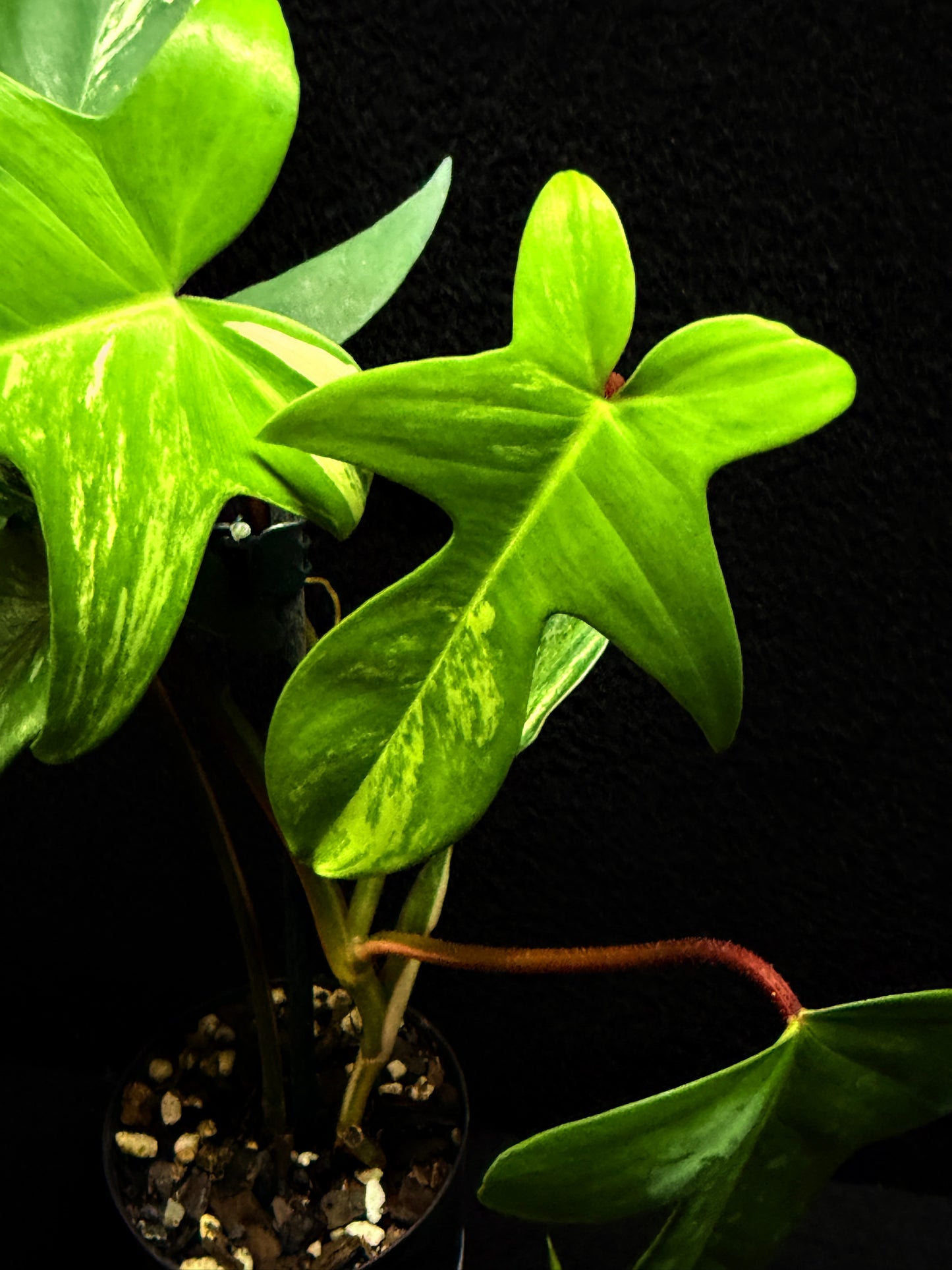 Philodendron 'Florida Beauty' F33