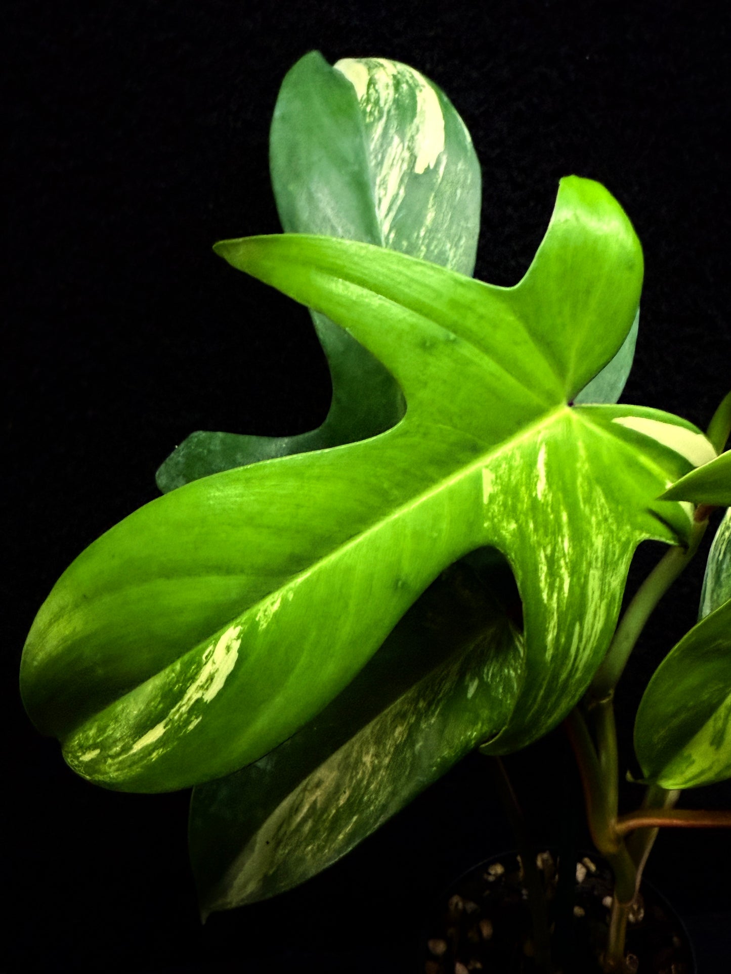 Philodendron 'Florida Beauty' F33