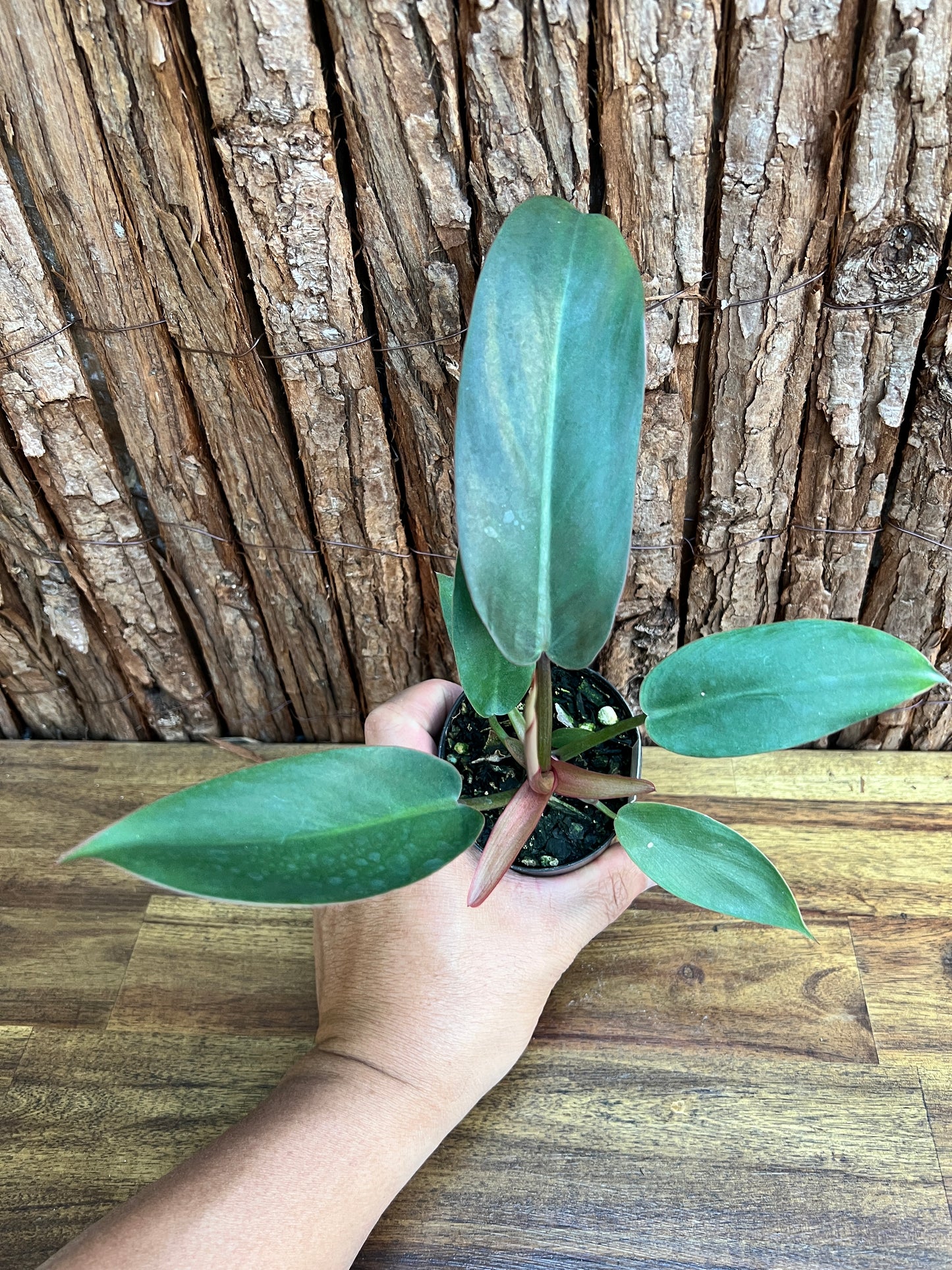 Philodendron Florida Bronze - New Release D8