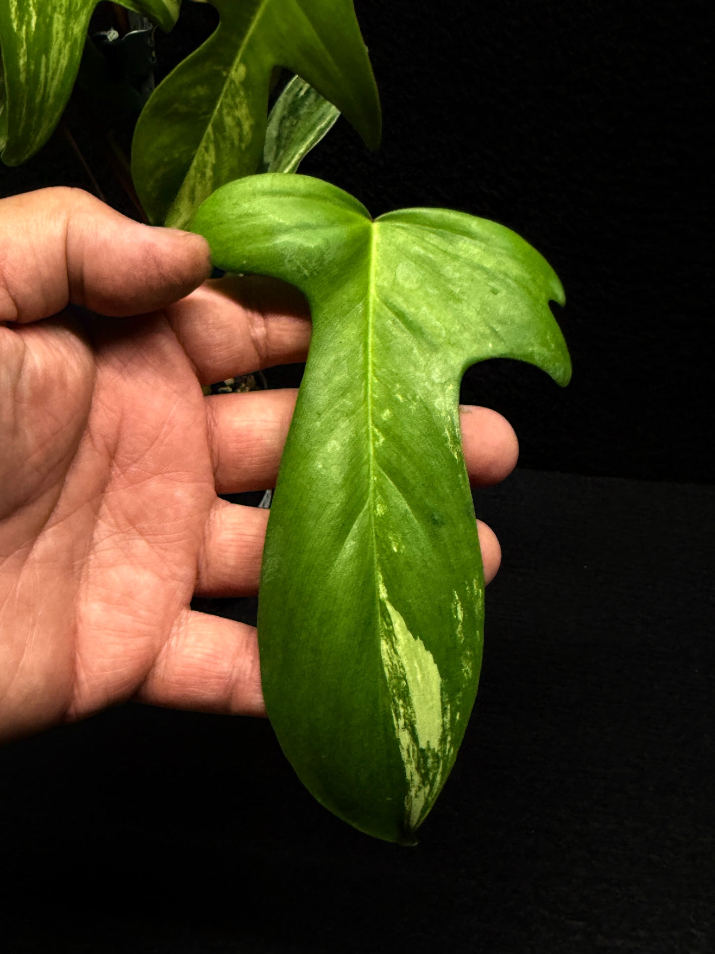 Philodendron 'Florida Beauty' F33