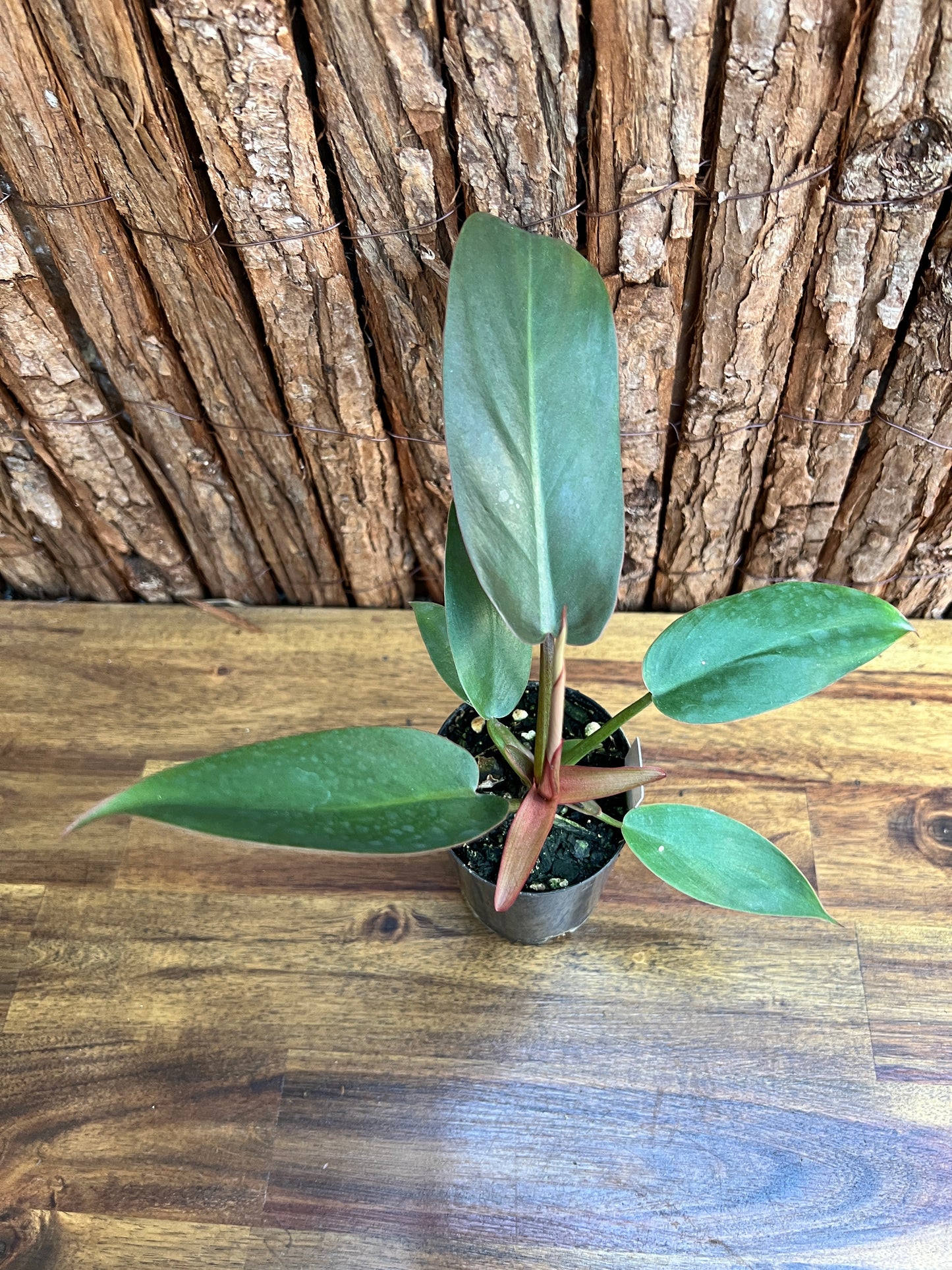 Philodendron Florida Bronze - New Release D8