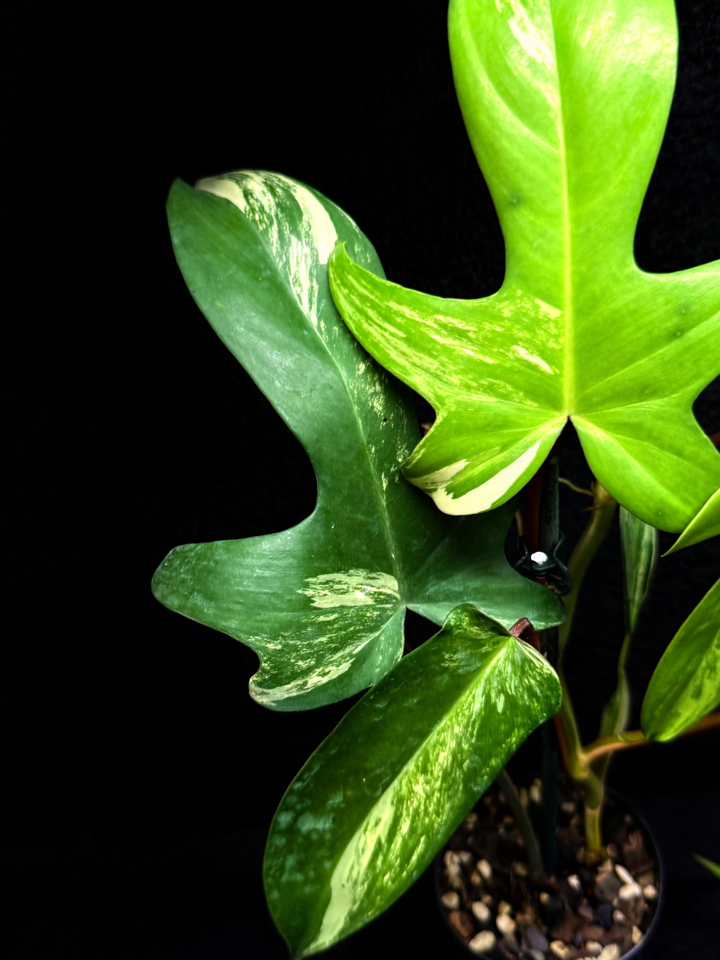 Philodendron 'Florida Beauty' F33