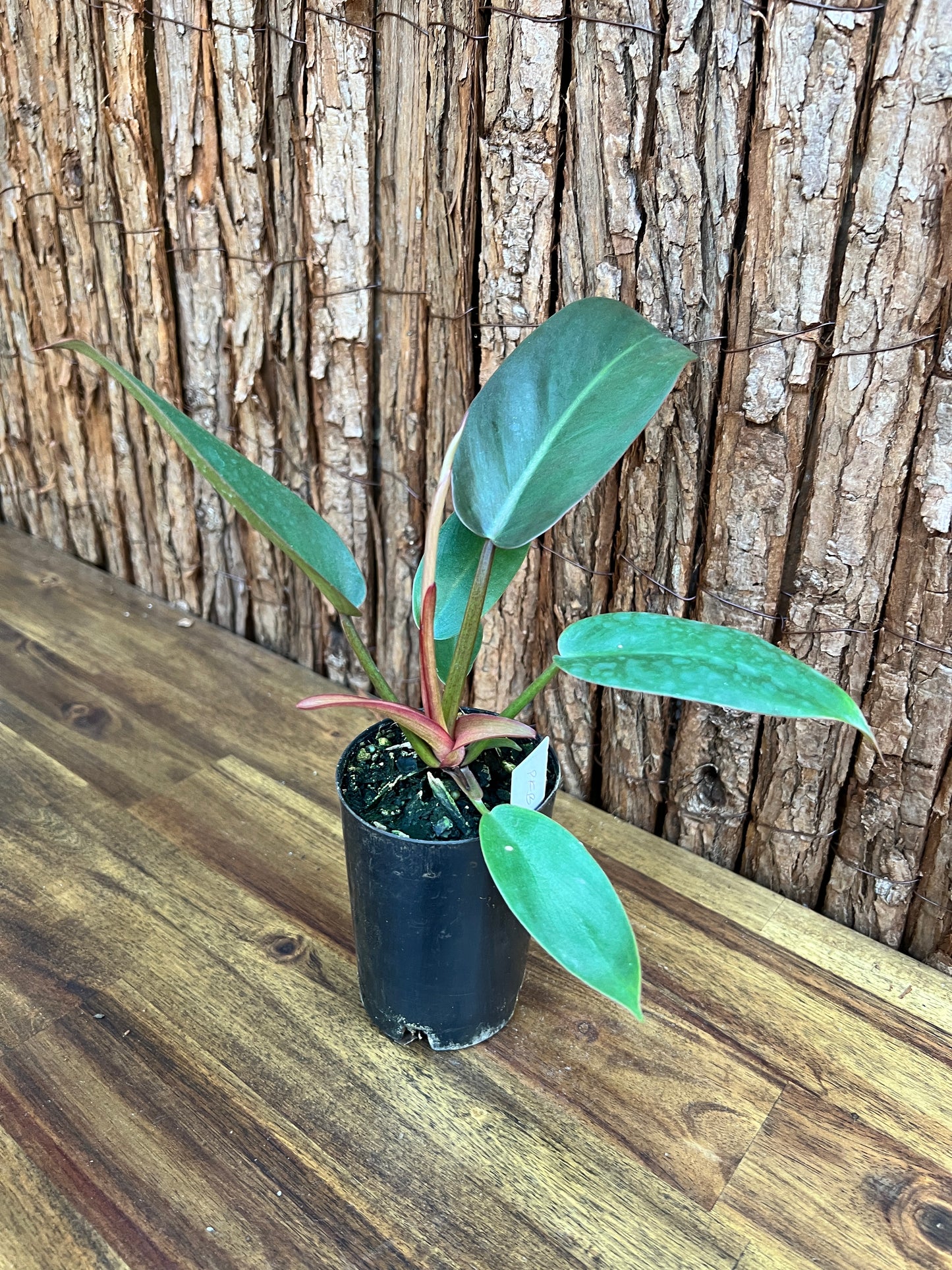 Philodendron Florida Bronze - New Release D8